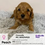 Peach - Cavoodle